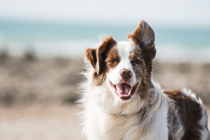 Cão feliz com seu dono