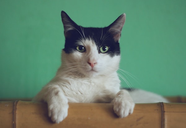 Gato fofo